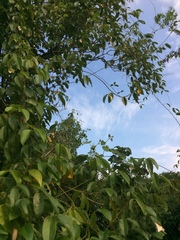 Canavalia bonariensis