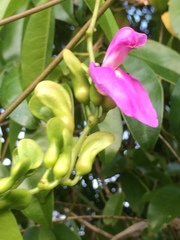 Canavalia bonariensis