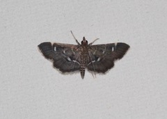 Diathrausta harlequinalis