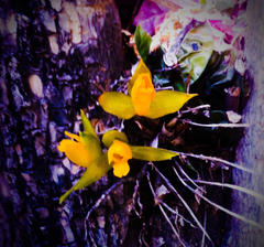 Lycaste aromatica