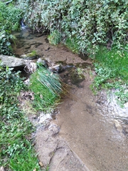 Austropotamobius pallipes