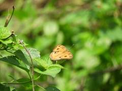 Junonia almana