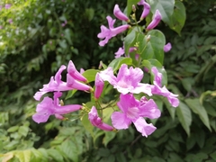 Amphilophium