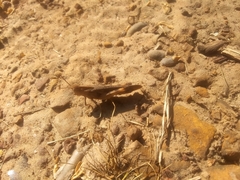 Chortophaga australior