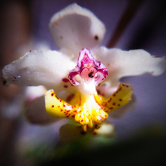 Trichocentrum stramineum