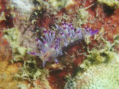 Coryphellina lotos