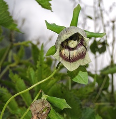 Codonopsis rotundifolia