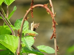 Junonia lemonias