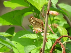 Junonia lemonias