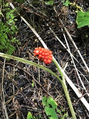 Arisaema triphyllum