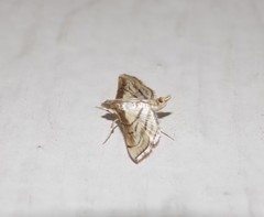 Marasmia