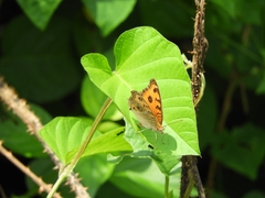 Junonia almana