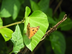 Junonia almana