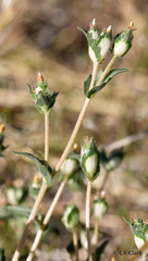 Mentzelia congesta