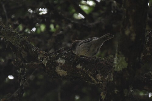 Brown Parisoma (Curruca lugens), photo 9