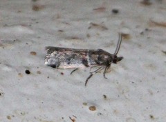Amyelois transitella