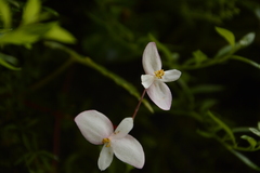 Begonia dioica