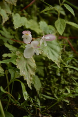 Begonia dioica