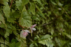 Begonia dioica
