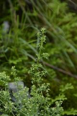 Galium acutum