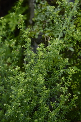 Galium acutum