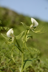 Habenaria intermedia