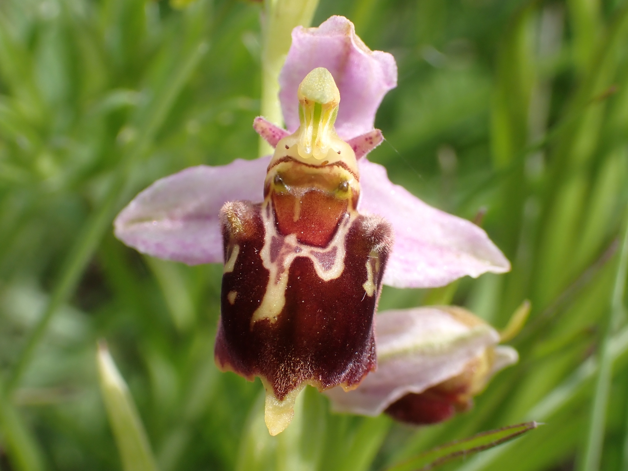 Ophrys ×