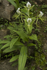 Habenaria intermedia