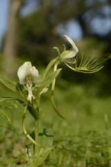 Habenaria intermedia