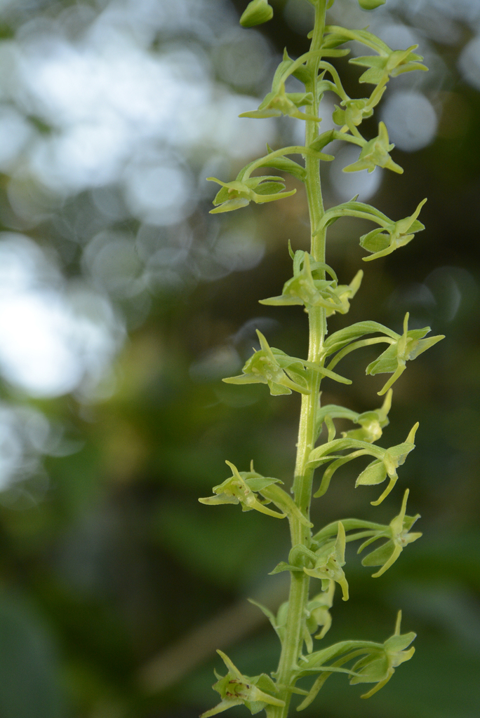 Herminium edgeworthii