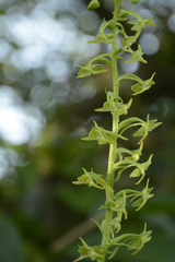 Platanthera edgeworthii