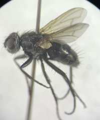 Phyto melanocephala