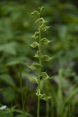 Platanthera edgeworthii