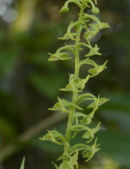 Platanthera edgeworthii