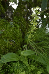 Platanthera edgeworthii