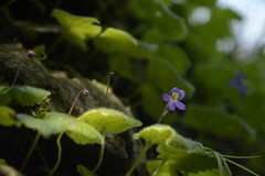 Platystemma violoides