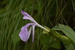 Roscoea purpurea