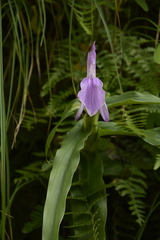 Roscoea purpurea