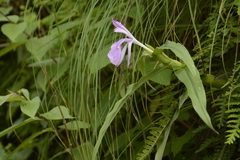 Roscoea purpurea