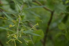 Wikstroemia canescens