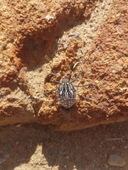 Julodis