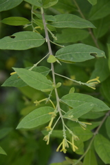 Wikstroemia canescens