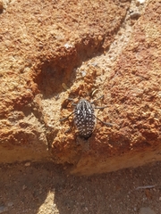 Julodis