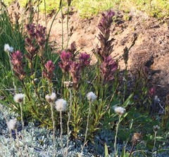 Castilleja parviflora oreopola