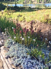 Castilleja parviflora oreopola