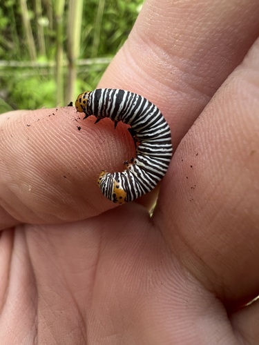 Grapevine Epimenis Moth photo 5