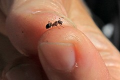 Formica subpolita