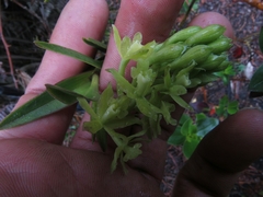 Epidendrum zipaquiranum