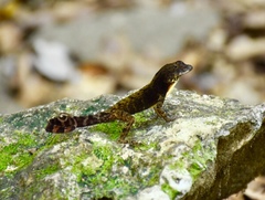 Anolis allogus
