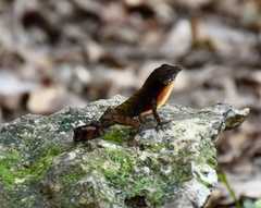 Anolis allogus